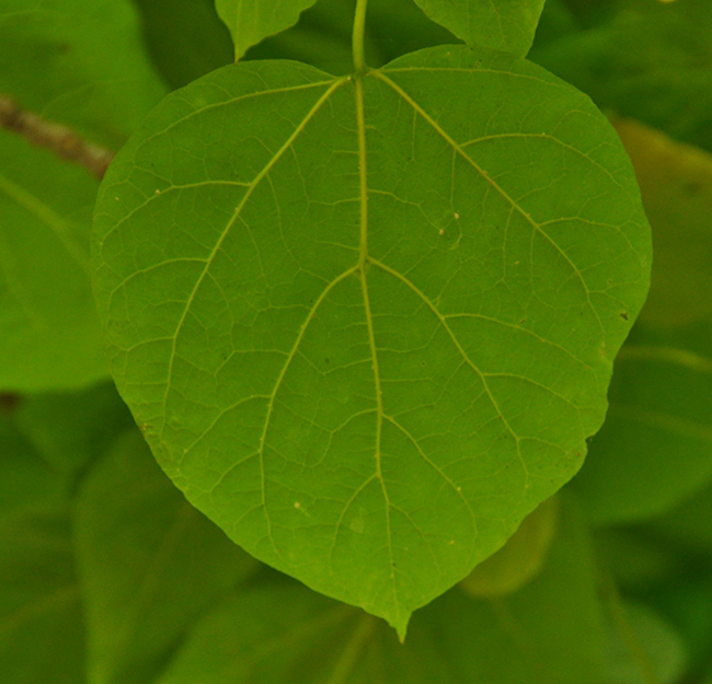 Катальпа листья. Catalpa Bungei. Катальпа Дюклу. Катальпа дерево лист. Катальпа бигнониевидная листья.